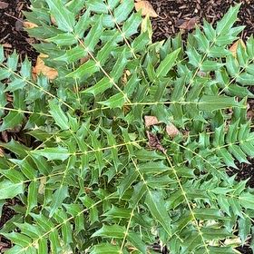 Photo of the plant species Beale's Mahonia by @MovingRedash64 named Orwell on Greg, the plant care app