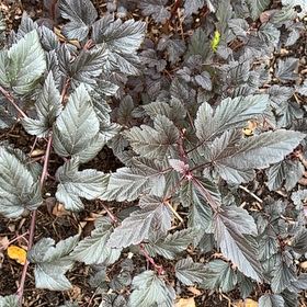 Photo of the plant species Eastern Ninebark by @MovingRedash64 named Pax on Greg, the plant care app