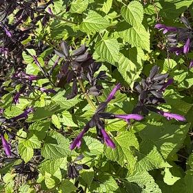 Photo of the plant species Hummingbird Sage by @MovingRedash64 named Darwin on Greg, the plant care app