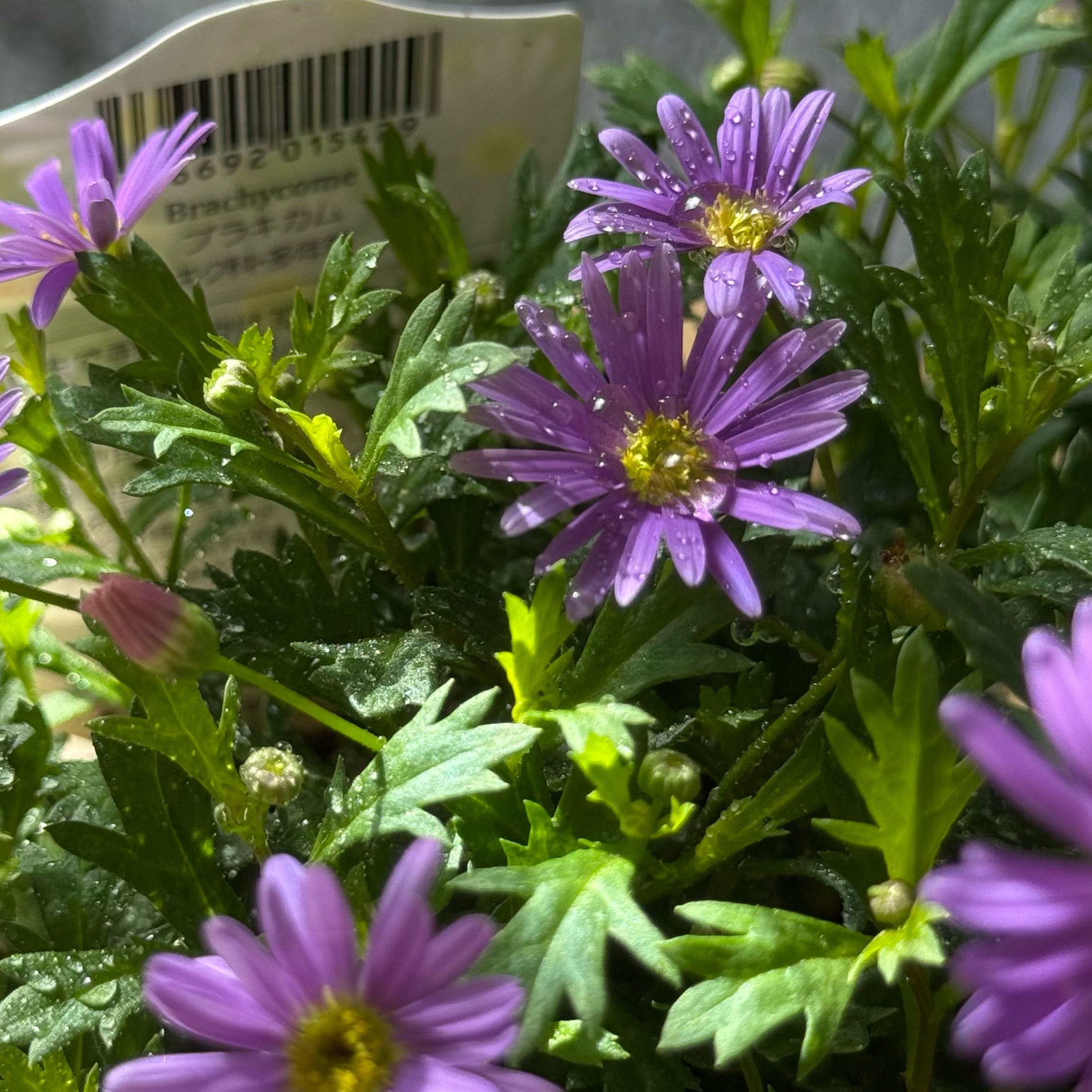 Photo of the plant species Swan River Daisy by @VocalSaguaro named Brachycome on Greg, the plant care app