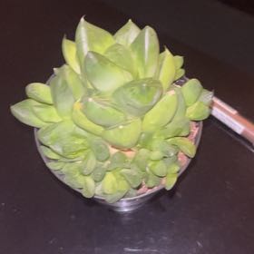 Photo of the plant species Variegated Haworthia cuspidata by @StellarCanna50 named spiky on Greg, the plant care app