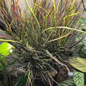 Photo of the plant species Picasso's Paintbrush by @CAVGDC named Picasso on Greg, the plant care app