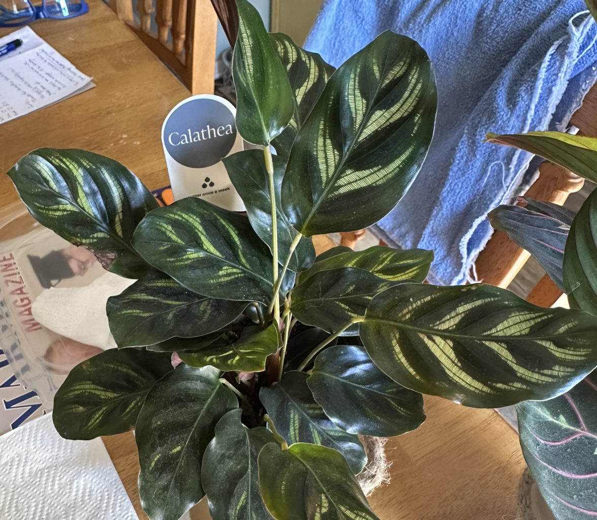 Photo of the plant species Medallion Prayer Plant by @CAVGDC named Louise on Greg, the plant care app