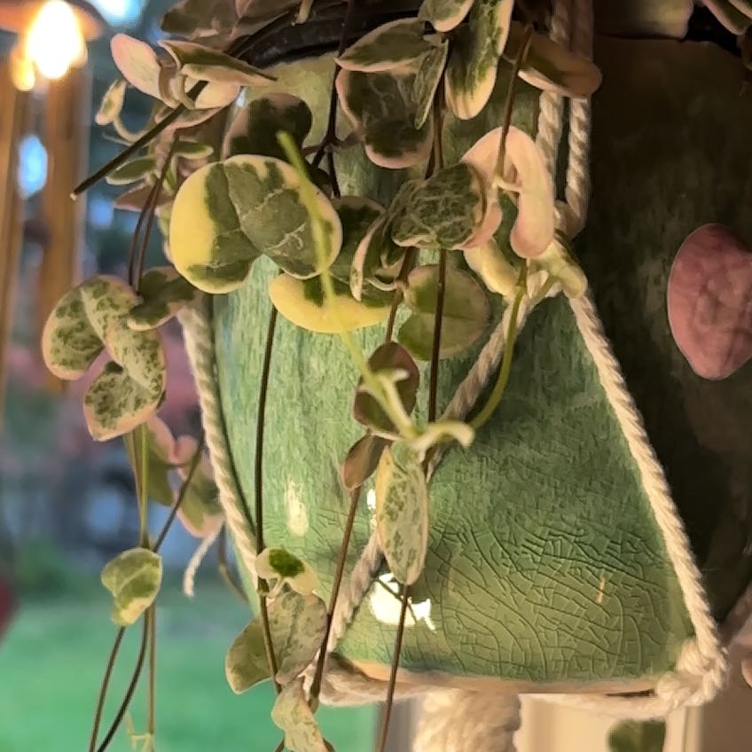 Photo of the plant species Ceropegia Woodii Variegata / String of Hearts Variegated by @TopCocoplum73 named Plato on Greg, the plant care app