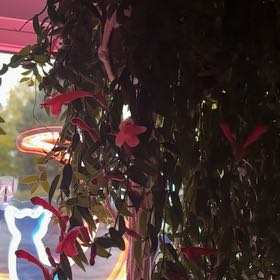 Photo of the plant species Lipstick plant 'Japhrolepsis' by @TopCocoplum73 named Rihanna on Greg, the plant care app