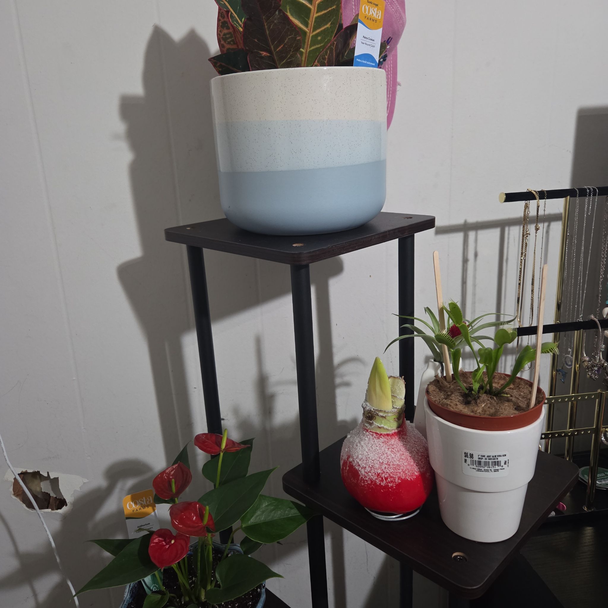 Photo of the plant species Amaryllis 'Ruby' by @Mari0127 named Dolores on Greg, the plant care app