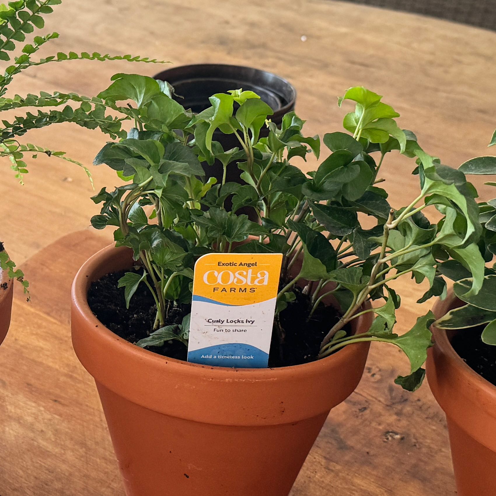 Photo of the plant species Curly Locks Ivy by @ChampFern31 named Crimpy on Greg, the plant care app