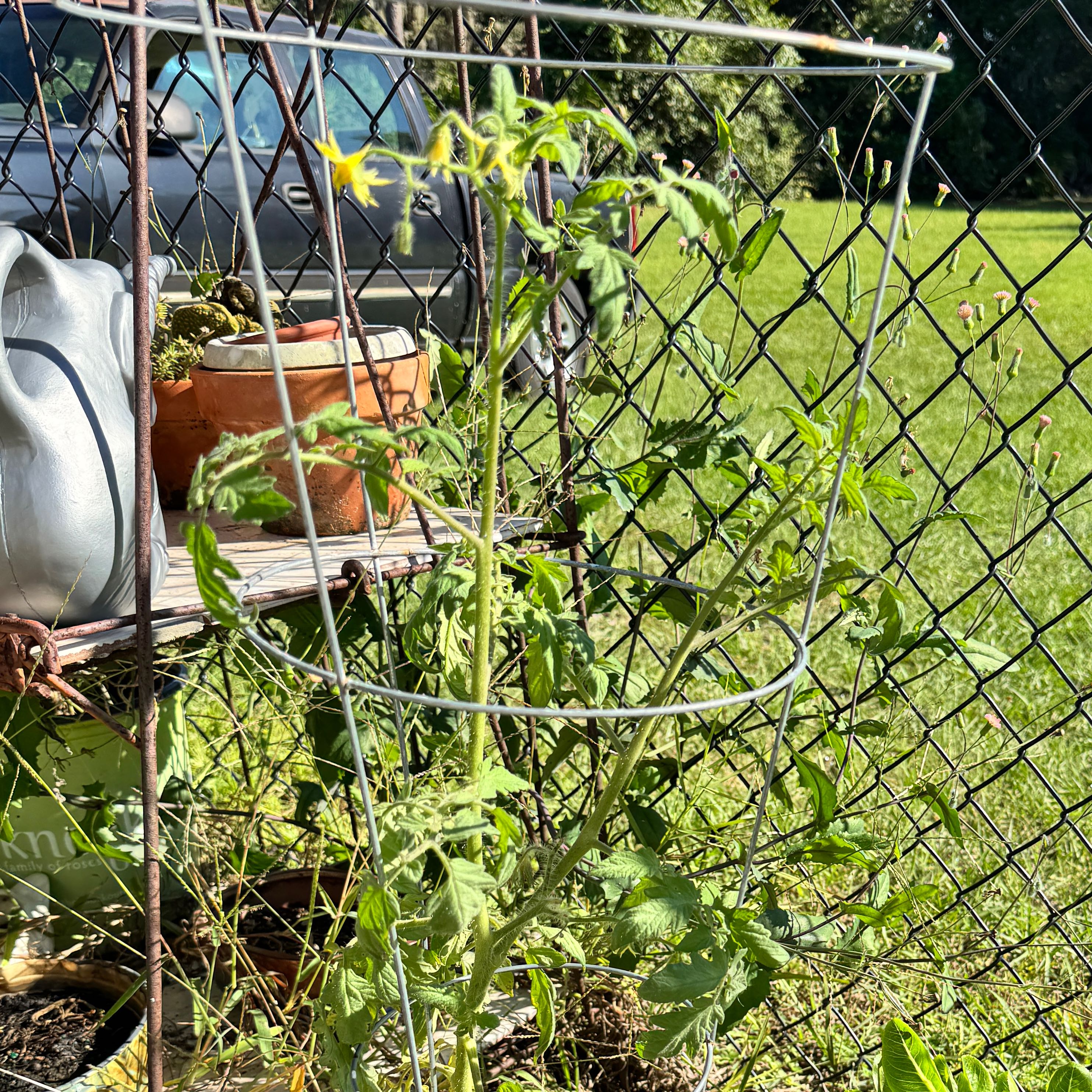 Photo of the plant species Beefsteak Tomato by @ChampFern31 named Pax on Greg, the plant care app