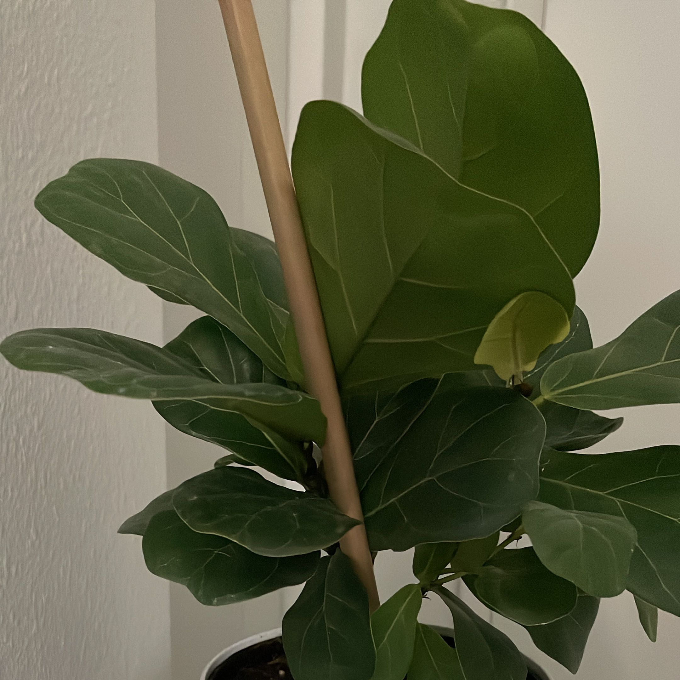 Photo of the plant species Little Fiddle by @AceCowvine32 named Terra on Greg, the plant care app