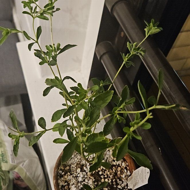 Photo of the plant species Sweetleaf by @FancierComet37 named Lavender on Greg, the plant care app