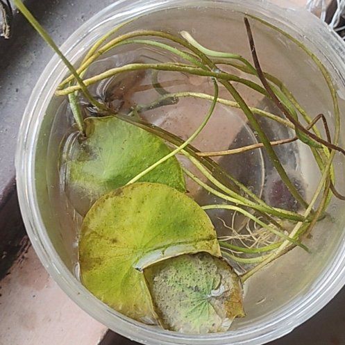 Photo of the plant species Water-Shield by @FoxyApiastrum11 named Scarlett on Greg, the plant care app