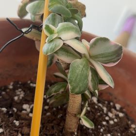 Photo of the plant species Variagated Jade Plant by @AliveOakfern22 named Dax on Greg, the plant care app