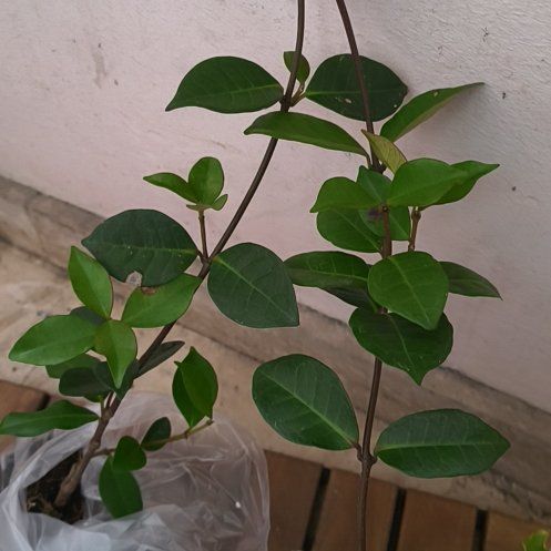 Photo of the plant species Star Jasmine 'Winter Ruby' by @GreatHoya47 named Maya on Greg, the plant care app
