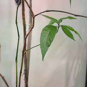 Photo of the plant species Hoan Ngoc by @PunchyCoyotillo named JuaNgie on Greg, the plant care app