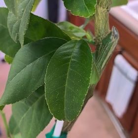 Photo of the plant species Buddha's Hand Citron by @PunchyCoyotillo named Buddy on Greg, the plant care app