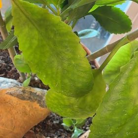 Photo of the plant species The Miracle Leaf by @PunchyCoyotillo named Mira on Greg, the plant care app