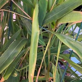 Photo of the plant species Galangal Ginger by @PunchyCoyotillo named Gingi Gal on Greg, the plant care app