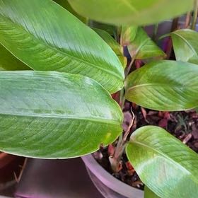 Photo of the plant species False Bird of Paradise 'Choconiana' by @PunchyCoyotillo named Andromeda on Greg, the plant care app