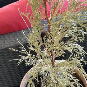 Photo of the plant species Mediterranean Cypress by @ProphetMira49 named da Vinci on Greg, the plant care app