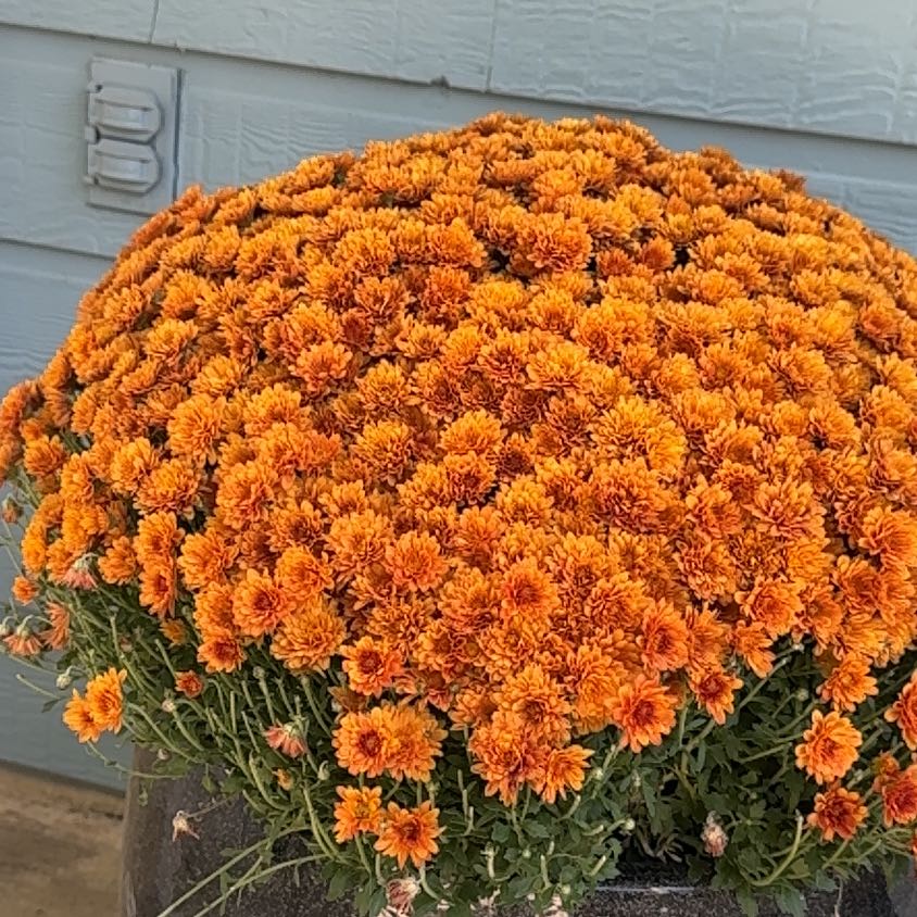 Photo of the plant species Chrysanthemum by @YeveChards88 named Tolkien on Greg, the plant care app