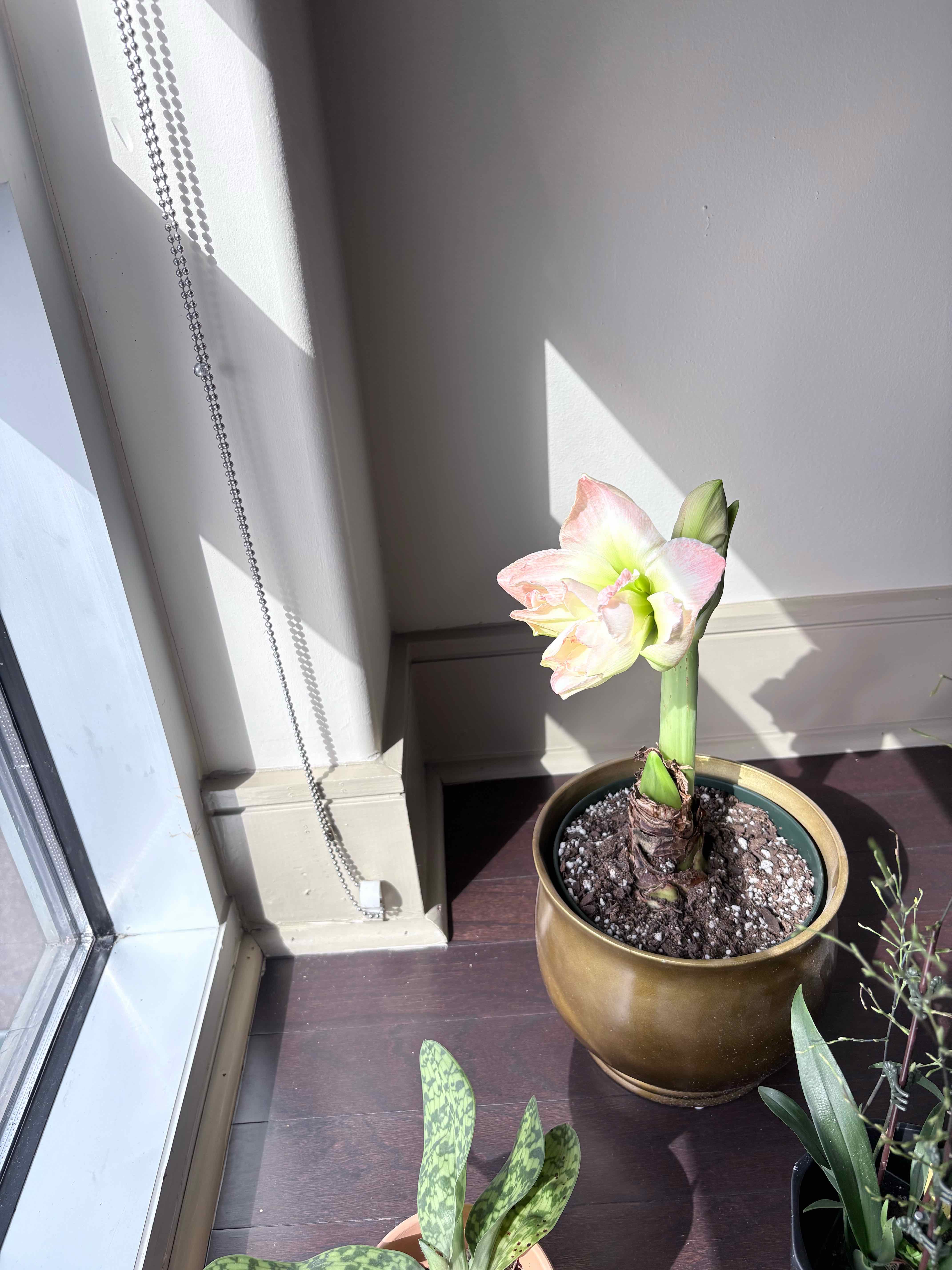 Photo of the plant species Amaryllis by @hallien named Polar Bear Amaryllis on Greg, the plant care app
