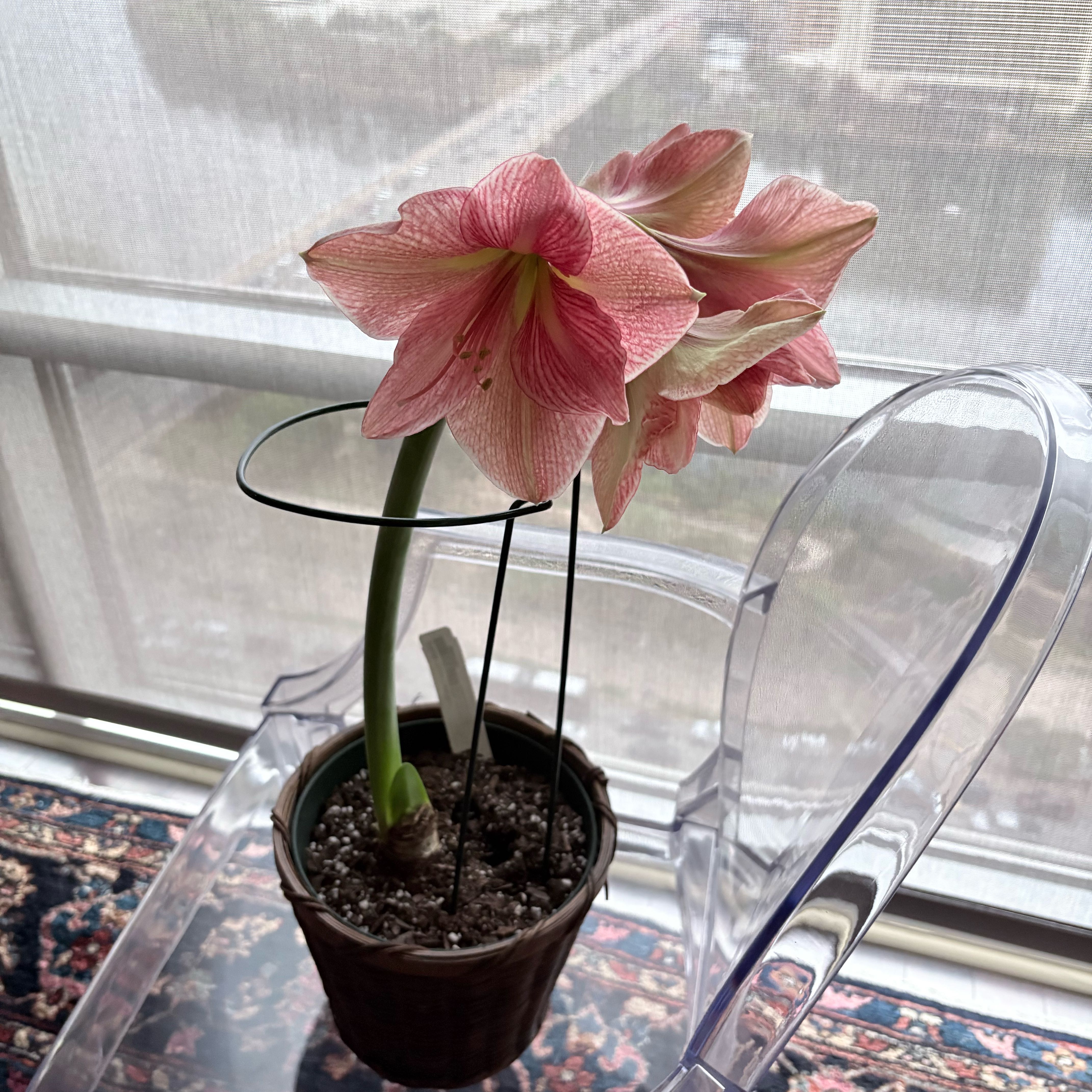 Photo of the plant species Exotic Star Amaryllis by @hallien named Terra Cora Star Amaryllis on Greg, the plant care app