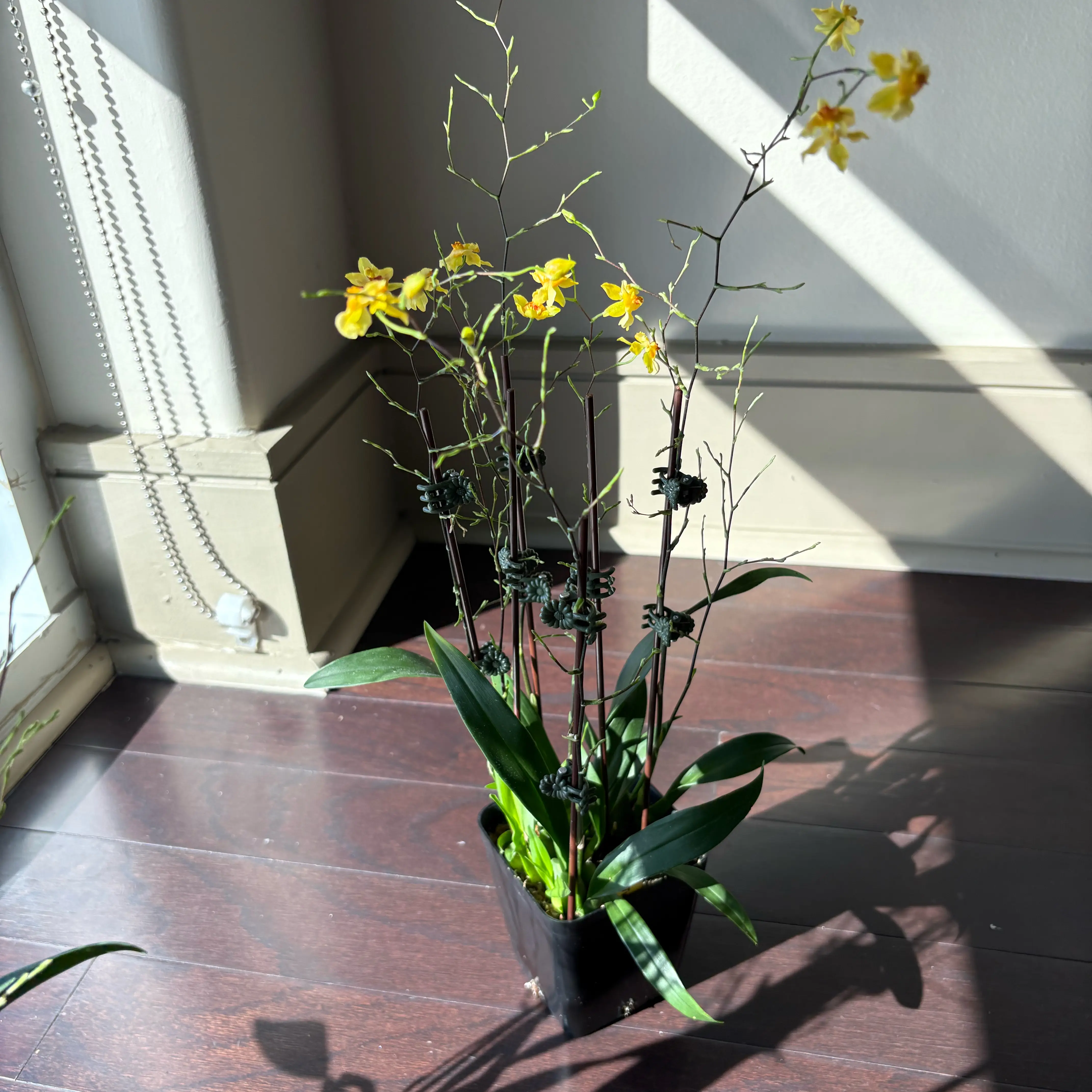 Photo of the plant species Oncidium Twinkle by @hallien named 3 stake oncidium 25.01.29 OM80 on Greg, the plant care app