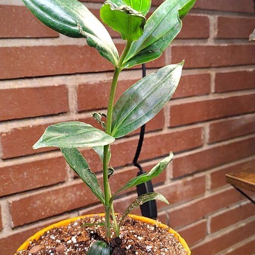 Photo of the plant species Malaysian Orchid by @WinZebrina49 named Lavender on Greg, the plant care app