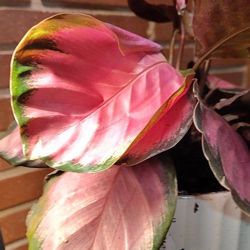 Photo of the plant species calathea rosy by @WinZebrina49 named Rosey on Greg, the plant care app