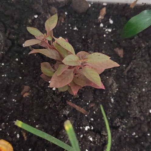 Photo of the plant species Sessile Joyweed by @WinZebrina49 named Wall-E on Greg, the plant care app