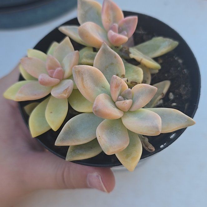 Photo of the plant species Graptopetalum Jester by @VipFanmoss5 named Gates on Greg, the plant care app