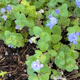 Photo of the plant species Bird's-Eye Speedwell by @CozyChichipe62 named Zion on Greg, the plant care app