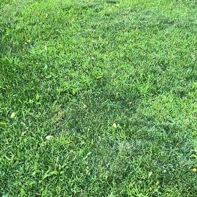 Photo of the plant species Smooth Meadowgrass by @VocalFallugia94 named Cleopatra on Greg, the plant care app