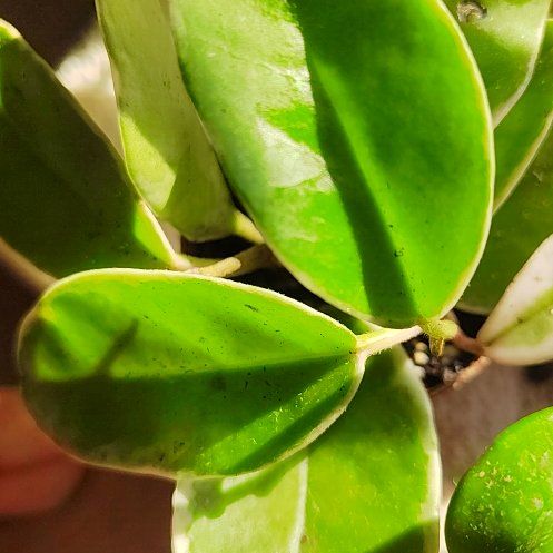 Photo of the plant species New Zealand Hebe by @CharmingIvy14 named Madonna on Greg, the plant care app