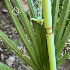 Photo of the plant species Dwarf Palmetto by @BonusDill76 named Tolkien on Greg, the plant care app