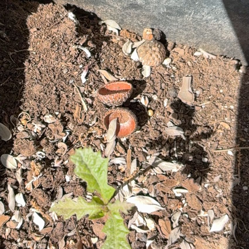 Photo of the plant species Wormseed by @BonusDill76 named Demi on Greg, the plant care app