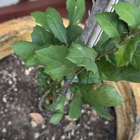 Photo of the plant species Texas Live Oak by @GiddyChives10 named Oscar on Greg, the plant care app