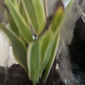 Photo of the plant species False Solomon's Seal by @ProFlax91 named Leaf Erickson on Greg, the plant care app