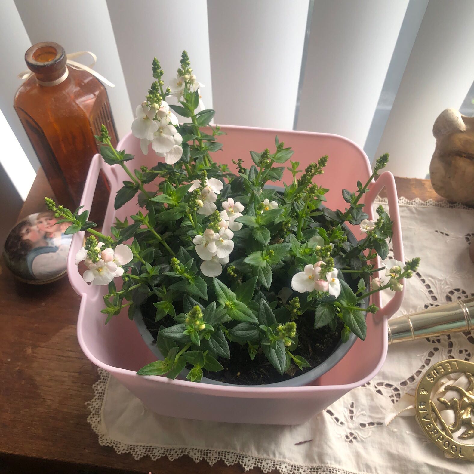Photo of the plant species Diascia TrinityTM Grace by @UpfrontPeyote80 named Sonora on Greg, the plant care app