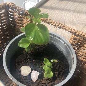 Photo of the plant species Wax Begonia by @UpfrontPeyote80 named Athena on Greg, the plant care app