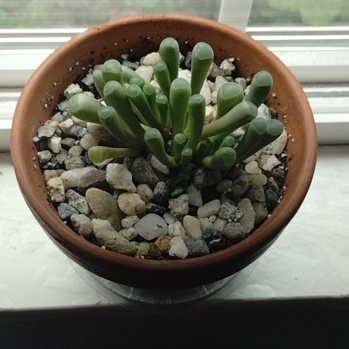 Photo of the plant species Baby Toes by @VipSwampbay36 named Orlando Bloom on Greg, the plant care app