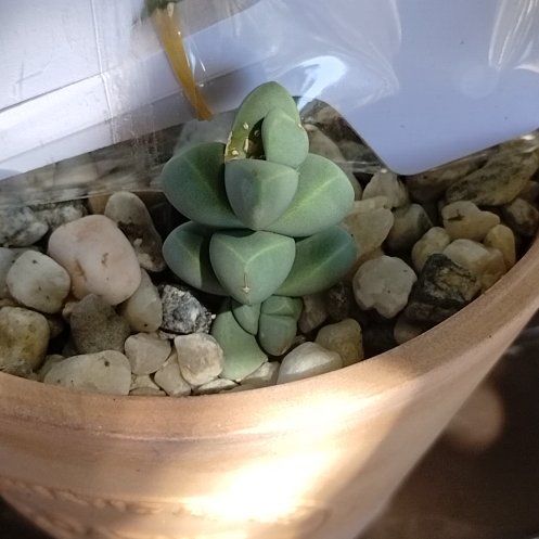 Photo of the plant species Astridia velutina by @VipSwampbay36 named Sanders on Greg, the plant care app