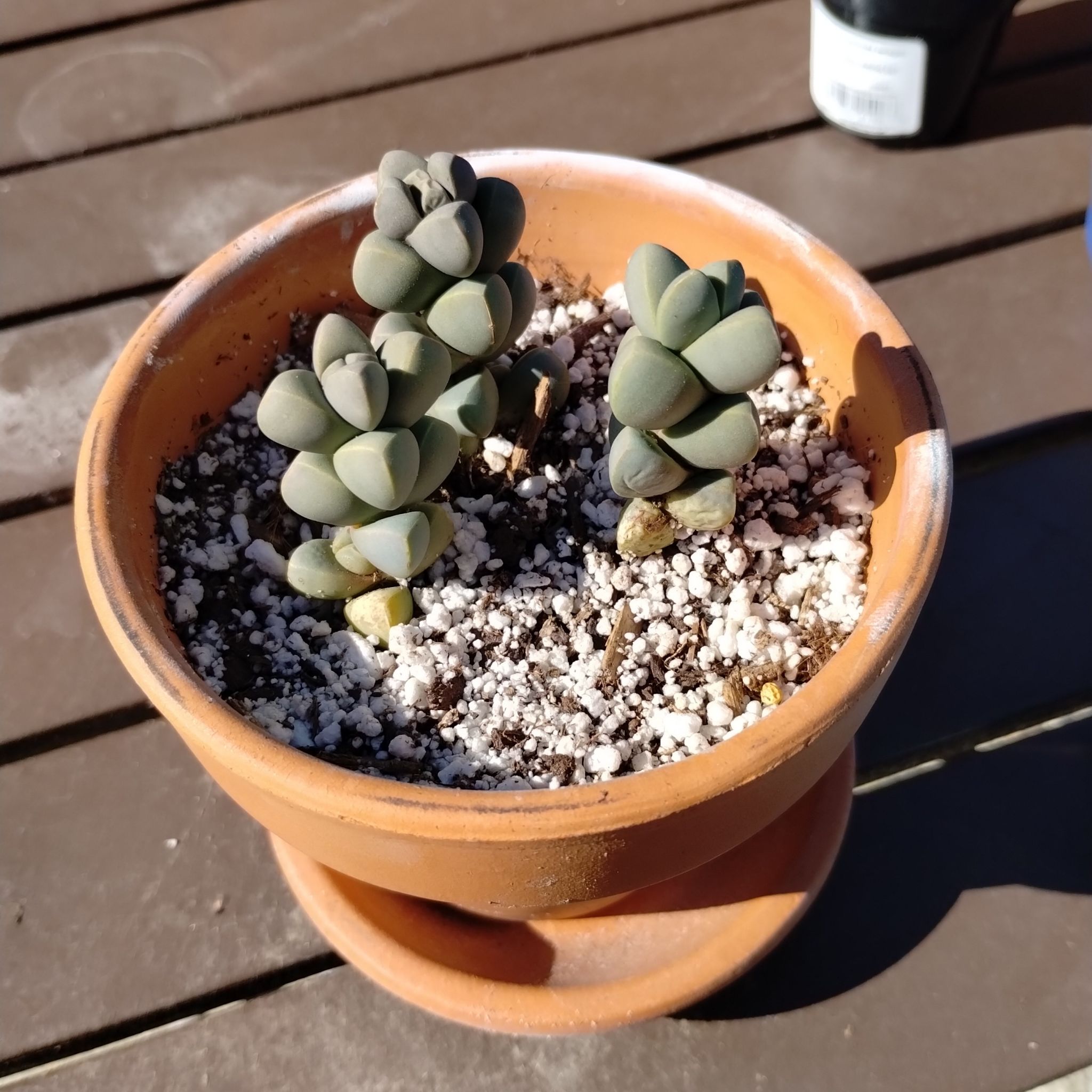 Photo of the plant species Astridia velutina by @VipSwampbay36 named ChloroPhil on Greg, the plant care app