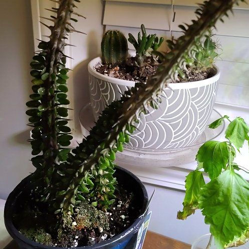 Photo of the plant species Madagascar Ocotillo by @SecureLoquat42 named Surya on Greg, the plant care app
