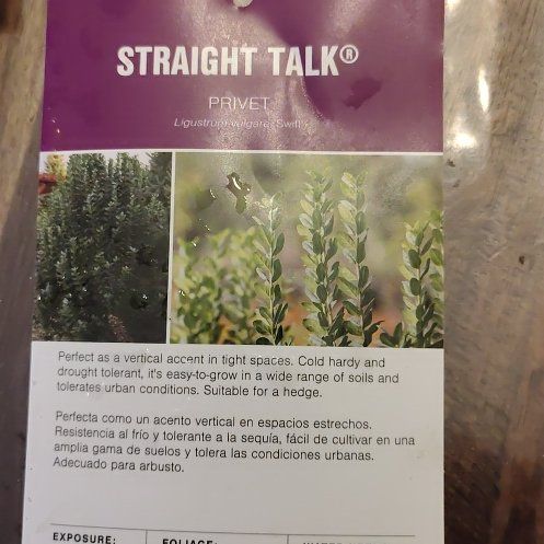 Photo of the plant species Straight Talk Privet by @SecureLoquat42 named Planty on Greg, the plant care app