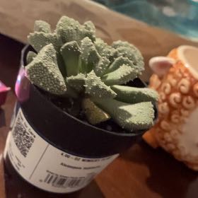 Photo of the plant species Aloinopsis luckhoffii by @koisplants named Jeb on Greg, the plant care app