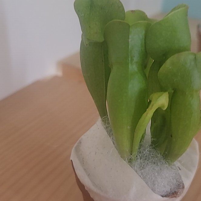 Photo of the plant species Hooded Pitcherplant by @ExaltedGloriosa named Michelle Branch on Greg, the plant care app