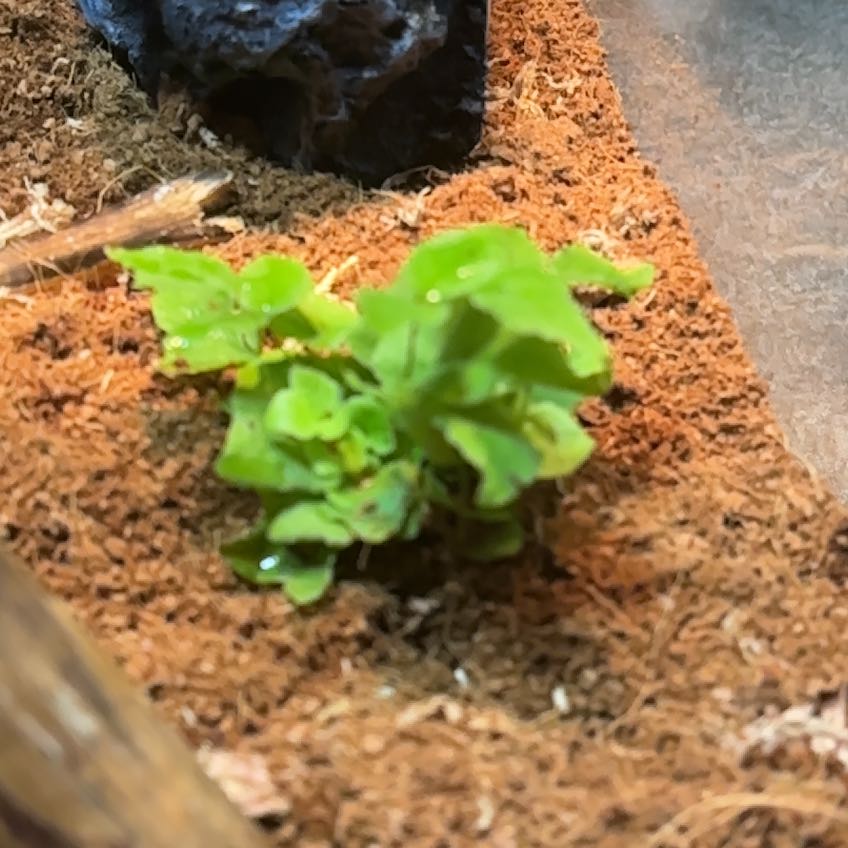 Photo of the plant species Cancer Weed by @BentonHope72 named Sir Plancelot on Greg, the plant care app