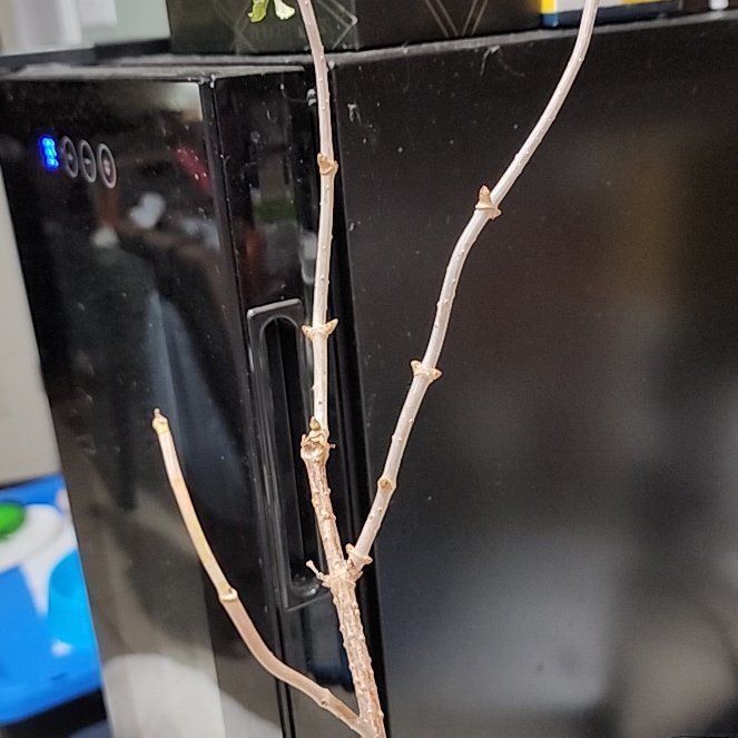 Photo of the plant species Black Elderberry by @ImitableRose33 named Elina on Greg, the plant care app