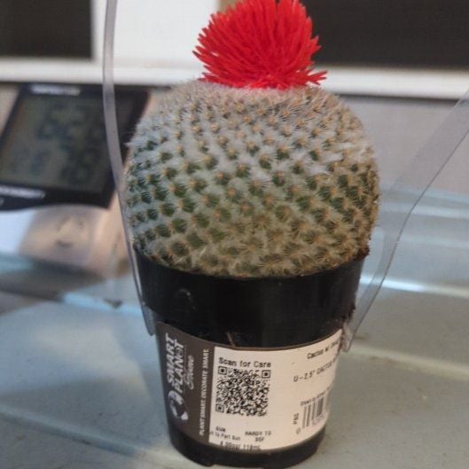 Photo of the plant species Button Cactus by @DefiantCacto96 named Oscar on Greg, the plant care app